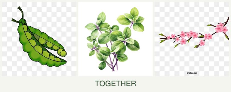Can you plant peas, oregano and peaches together?