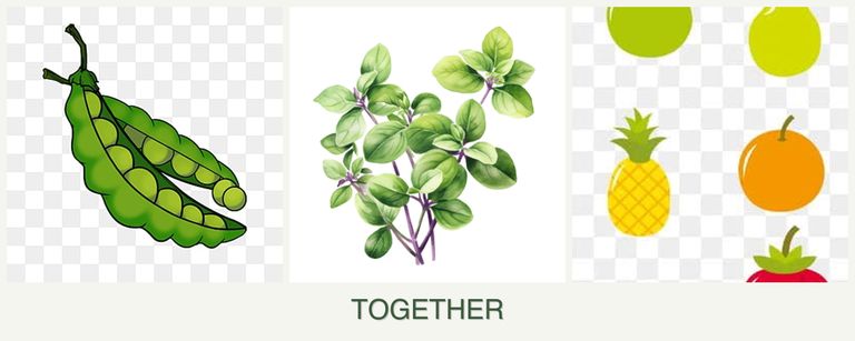 Can you plant peas, oregano and pears together?