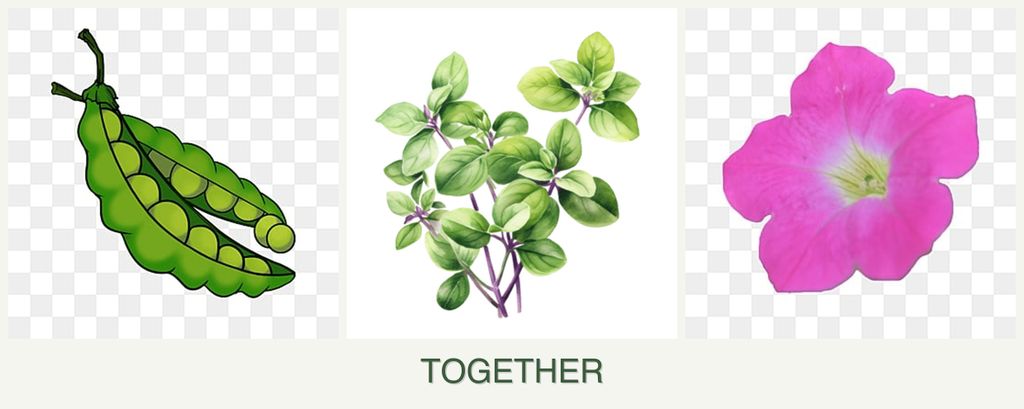 Can you plant peas, oregano and petunias together?