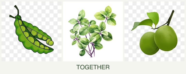 Can you plant peas, oregano and plums together?