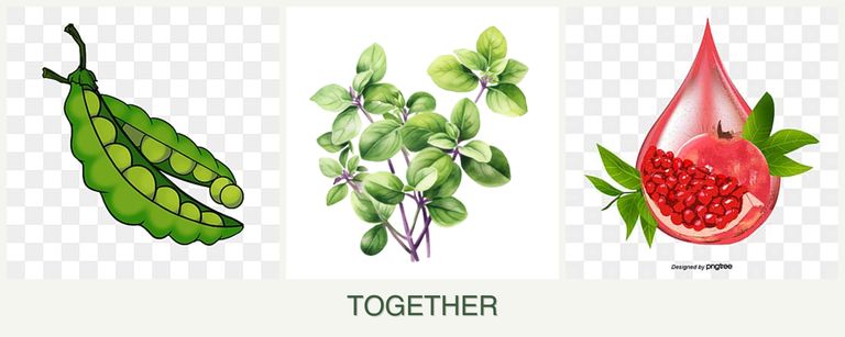 Can you plant peas, oregano and pomegranates together?