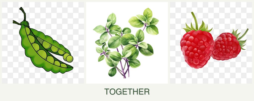 Can you plant peas, oregano and raspberries together?