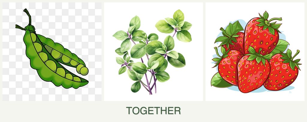 Can you plant peas, oregano and strawberries together?