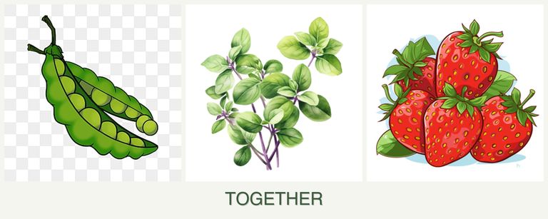 Can you plant peas, oregano and strawberries together?