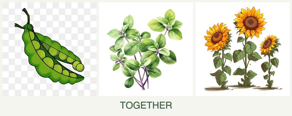 Can you plant peas, oregano and sunflowers together?