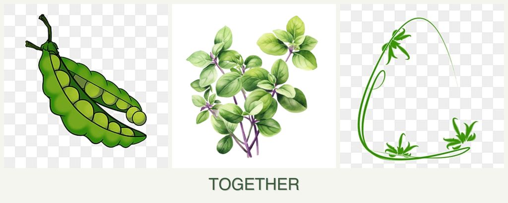 Can you plant peas, oregano and tarragon together?