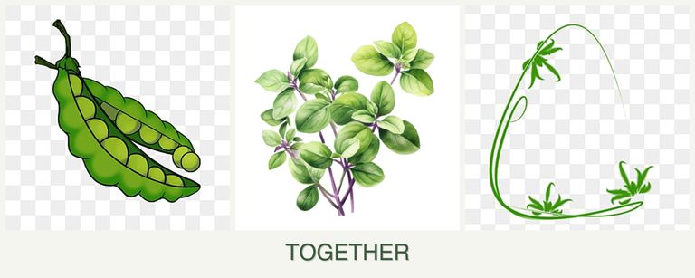 Can you plant peas, oregano and tarragon together?