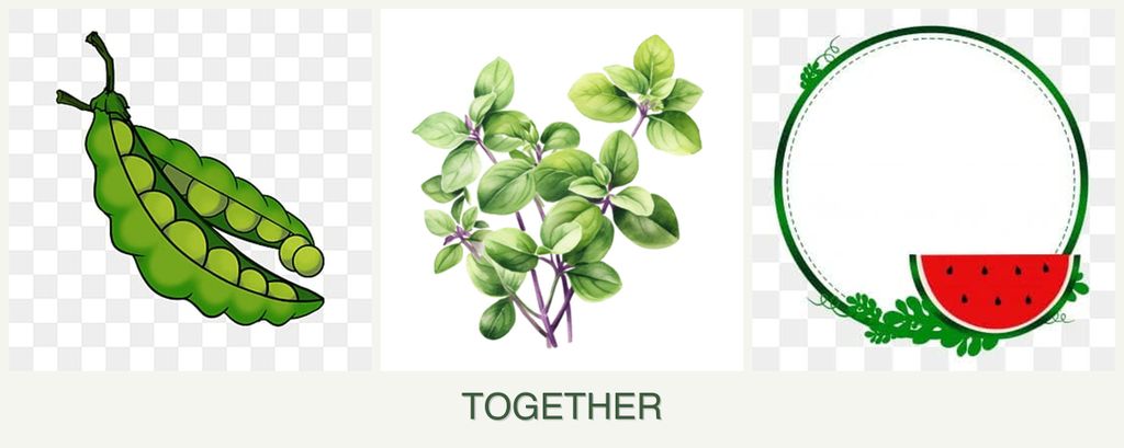Can you plant peas, oregano and watermelons together?
