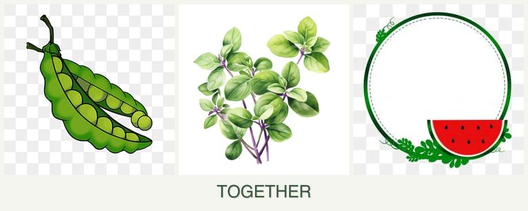 Can you plant peas, oregano and watermelons together?