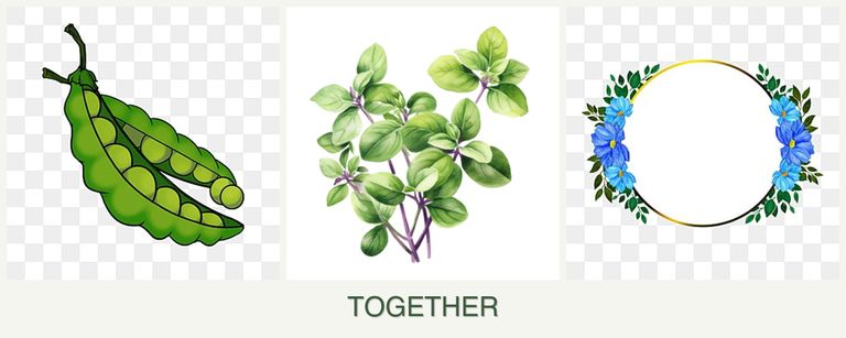 Can you plant peas, oregano and zinnias together?