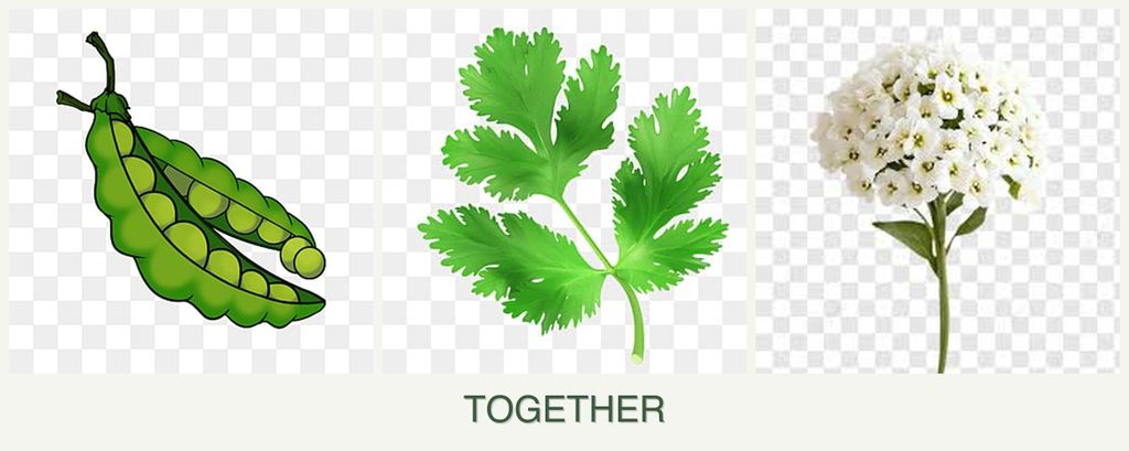 Can you plant peas, parsley and alyssum together?