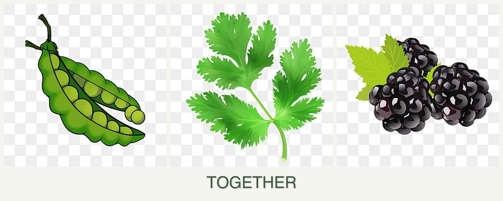 Can you plant peas, parsley and blackberries together?