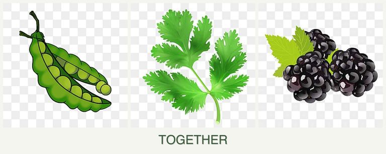 Can you plant peas, parsley and blackberries together?