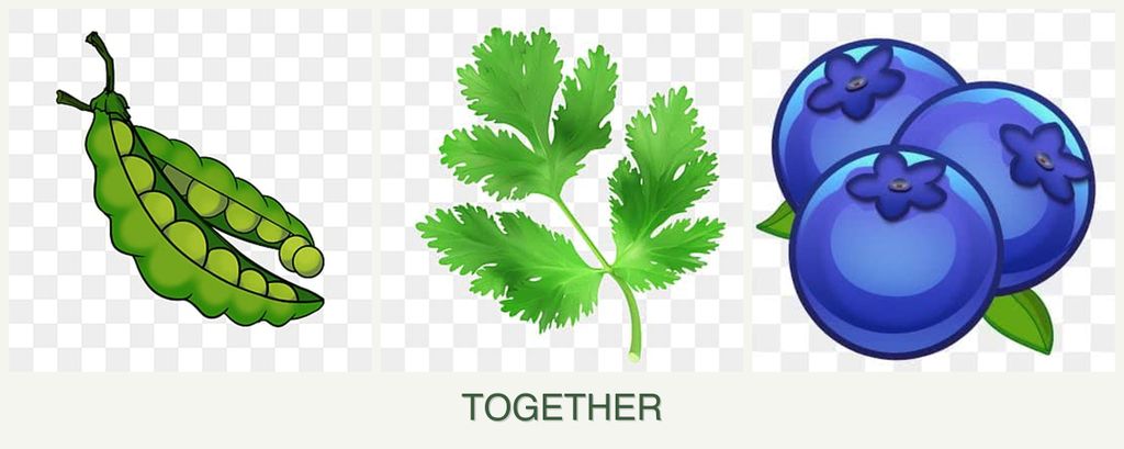 Can you plant peas, parsley and blueberries together?