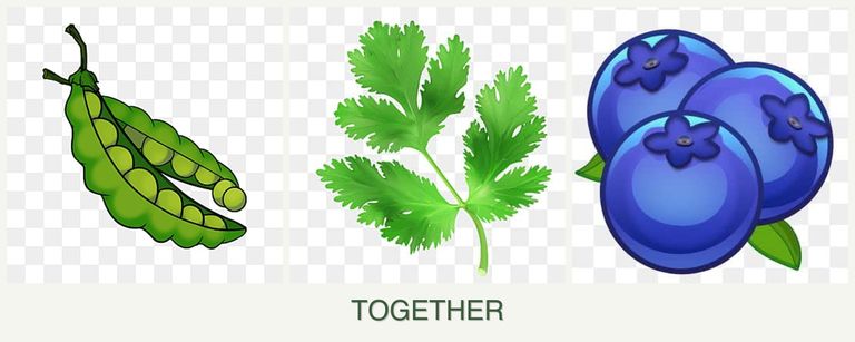 Can you plant peas, parsley and blueberries together?