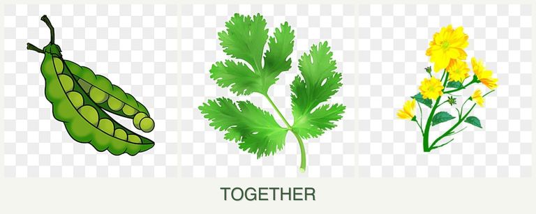 Can you plant peas, parsley and calendula together?
