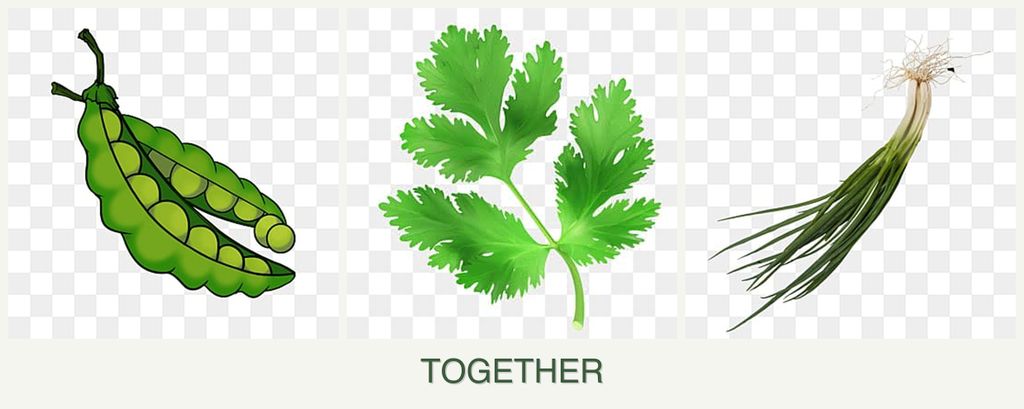 Can you plant peas, parsley and chives together?
