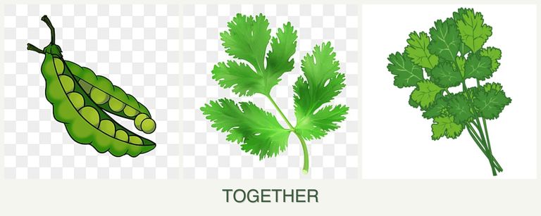 Can you plant peas, parsley and cilantro together?