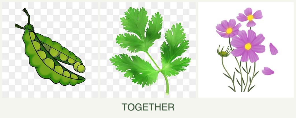 Can you plant peas, parsley and cosmos together?