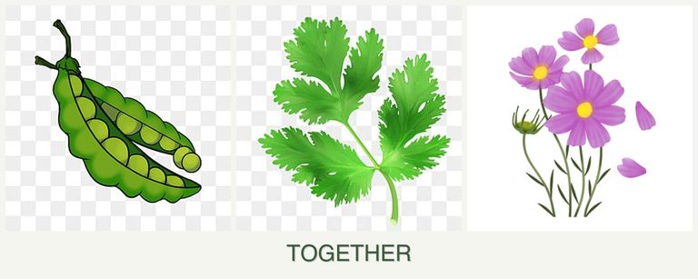 Can you plant peas, parsley and cosmos together?