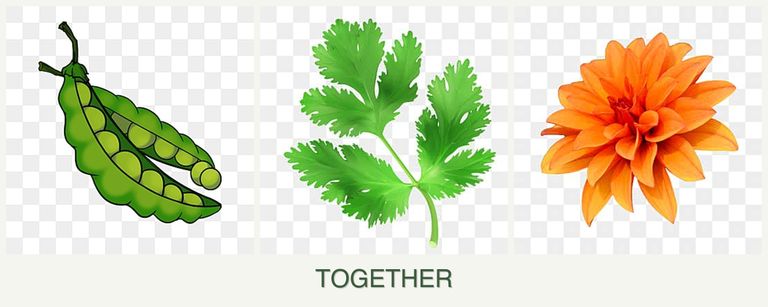 Can you plant peas, parsley and dahlias together?