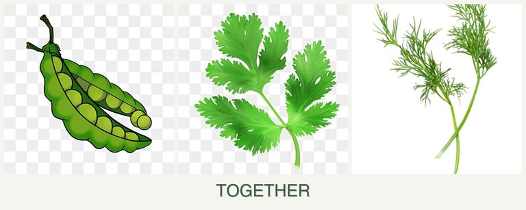 Can you plant peas, parsley and dill together?
