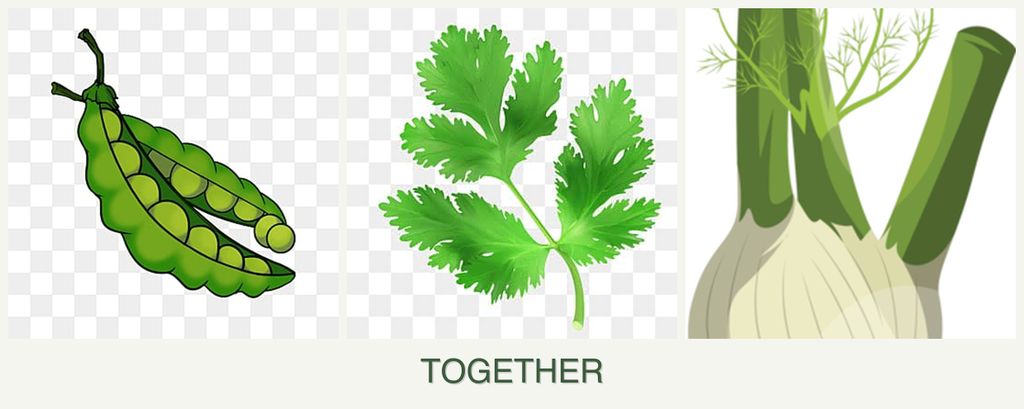 Can you plant peas, parsley and fennel together?