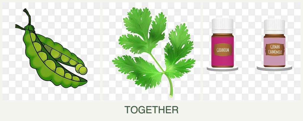Can you plant peas, parsley and geraniums together?