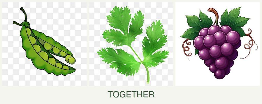 Can you plant peas, parsley and grapes together?
