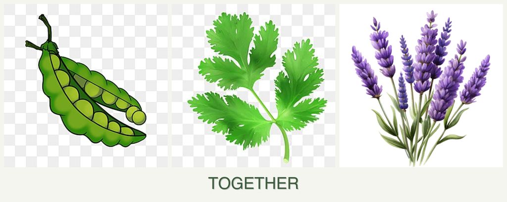 Can you plant peas, parsley and lavender together?