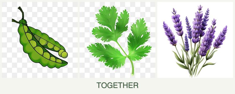 Can you plant peas, parsley and lavender together?