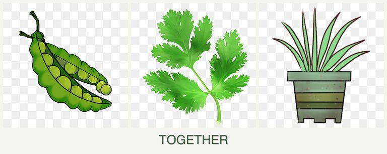 Can you plant peas, parsley and lemongrass together?