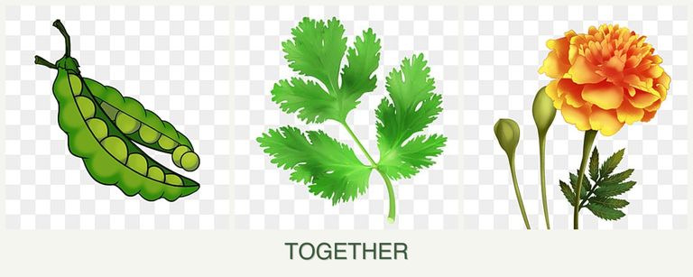 Can you plant peas, parsley and marigolds together?