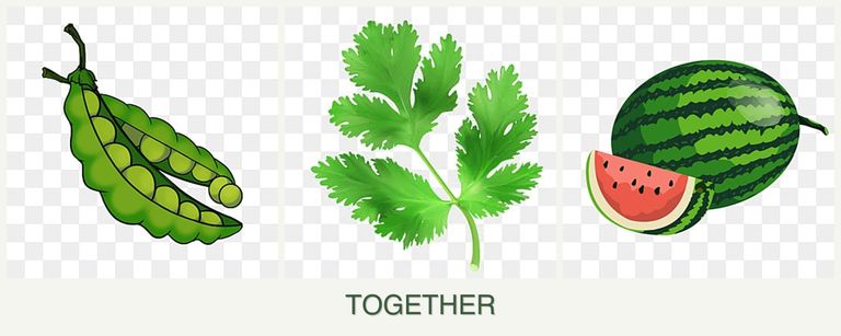 Can you plant peas, parsley and melons together?