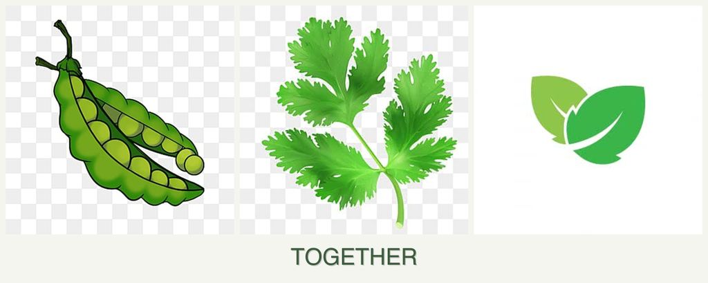 Can you plant peas, parsley and mint together?