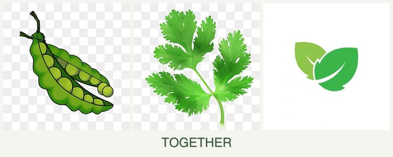 Can you plant peas, parsley and mint together?