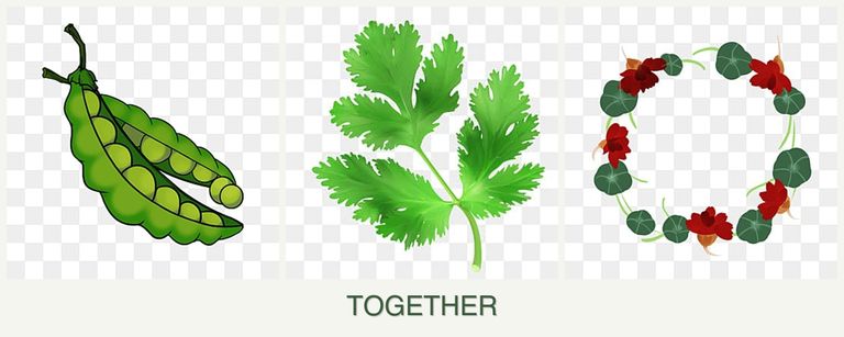 Can you plant peas, parsley and nasturtiums together?