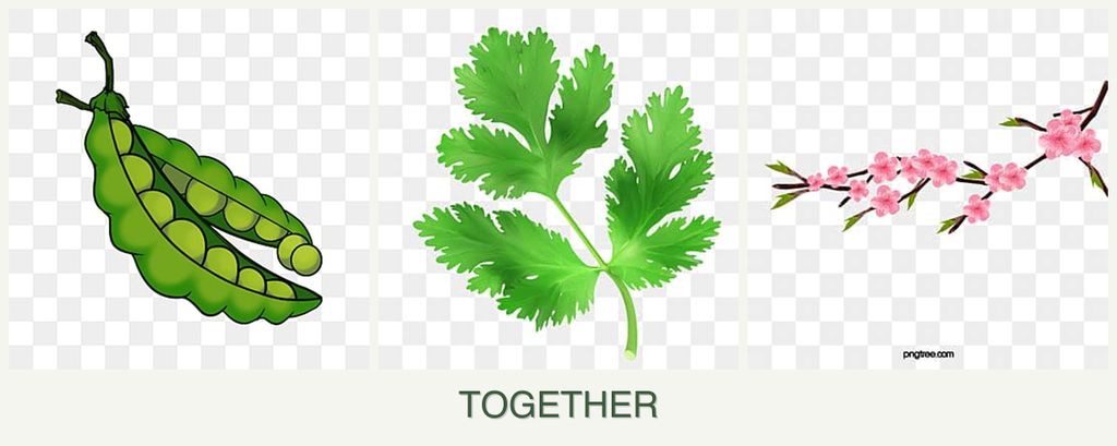Can you plant peas, parsley and peaches together?