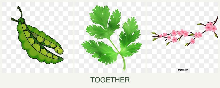Can you plant peas, parsley and peaches together?