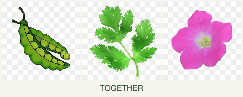 Can you plant peas, parsley and petunias together?