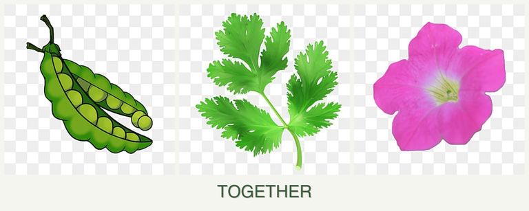 Can you plant peas, parsley and petunias together?