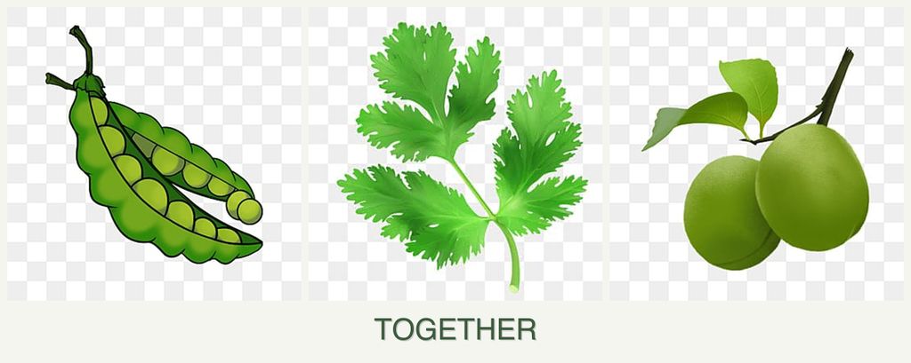 Can you plant peas, parsley and plums together?