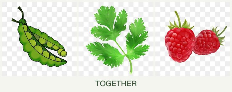 Can you plant peas, parsley and raspberries together?