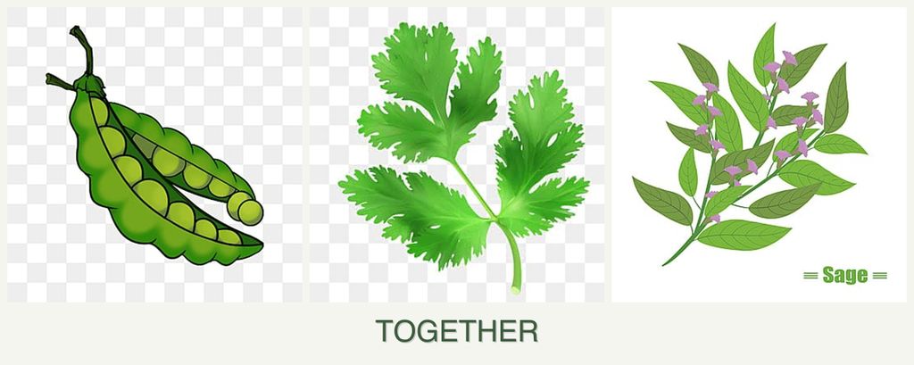 Can you plant peas, parsley and sage together?