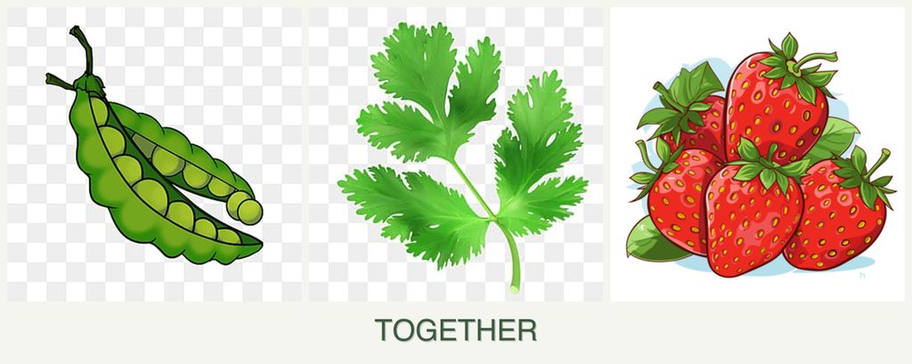 Can you plant peas, parsley and strawberries together?