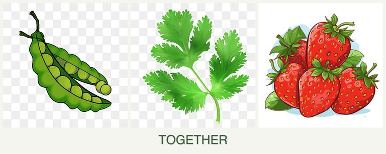 Can you plant peas, parsley and strawberries together?