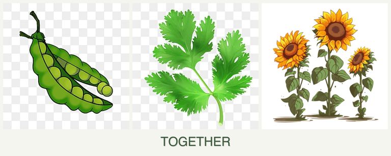 Can you plant peas, parsley and sunflowers together?