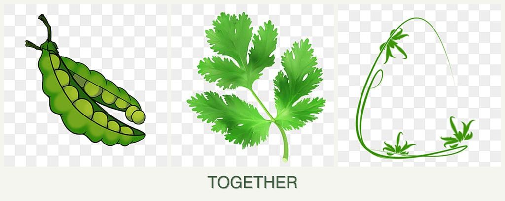 Can you plant peas, parsley and tarragon together?