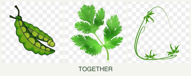 Can you plant peas, parsley and tarragon together?