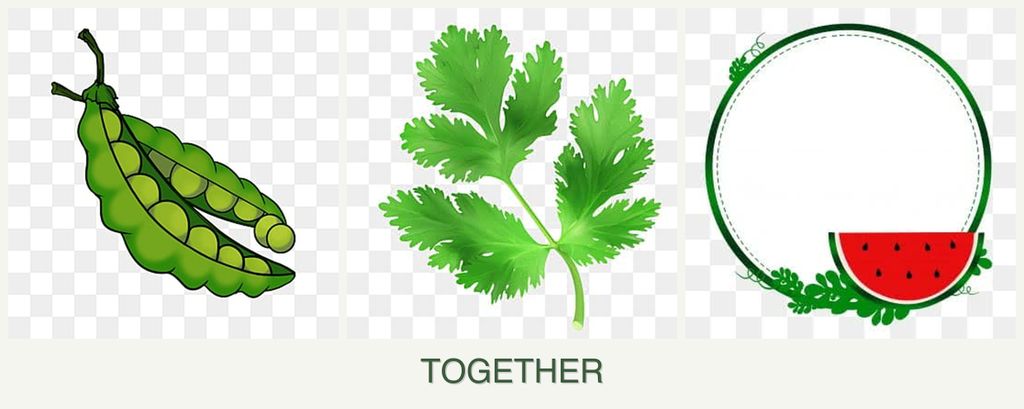 Can you plant peas, parsley and watermelons together?